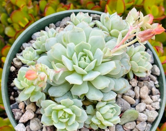 6” Echeveria derenbergii 'Painted Lady'’ Cluster Succulent Plant