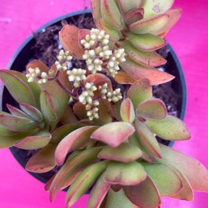 Crassula Variegated Money Maker, Crassula atropurpurea va. Muirii variegated Rooted Succulent Plant 2”, 4" & 6" image 6