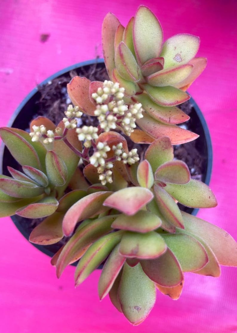 Crassula Variegated Money Maker, Crassula atropurpurea va. Muirii variegated Rooted Succulent Plant 2”, 4" & 6" image 6