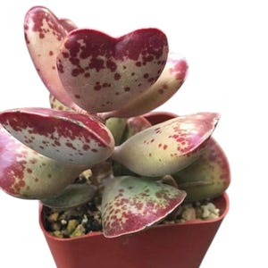 May include: A potted succulent plant with rounded, heart-shaped leaves. The leaves are a mix of green, pink, and red, with speckled patterns. The plant is in a small, terracotta-colored pot, set against a white background.