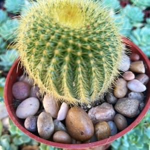 4 Parodia leninghausii Golden Ball Cactus image 4
