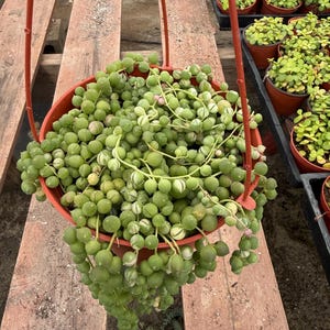 May include: A hanging basket filled with a String of Pearls succulent plant. The plant features small, round, green, and white variegated leaves that cascade over the sides of the red pot. Other potted plants are visible in the background.