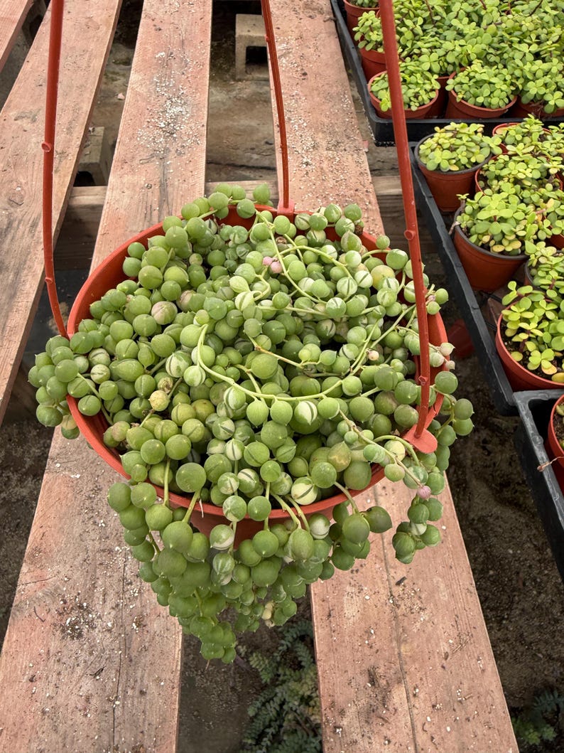 May include: A hanging basket filled with a String of Pearls succulent plant. The plant features small, round, green, and white variegated leaves that cascade over the sides of the red pot. Other potted plants are visible in the background.