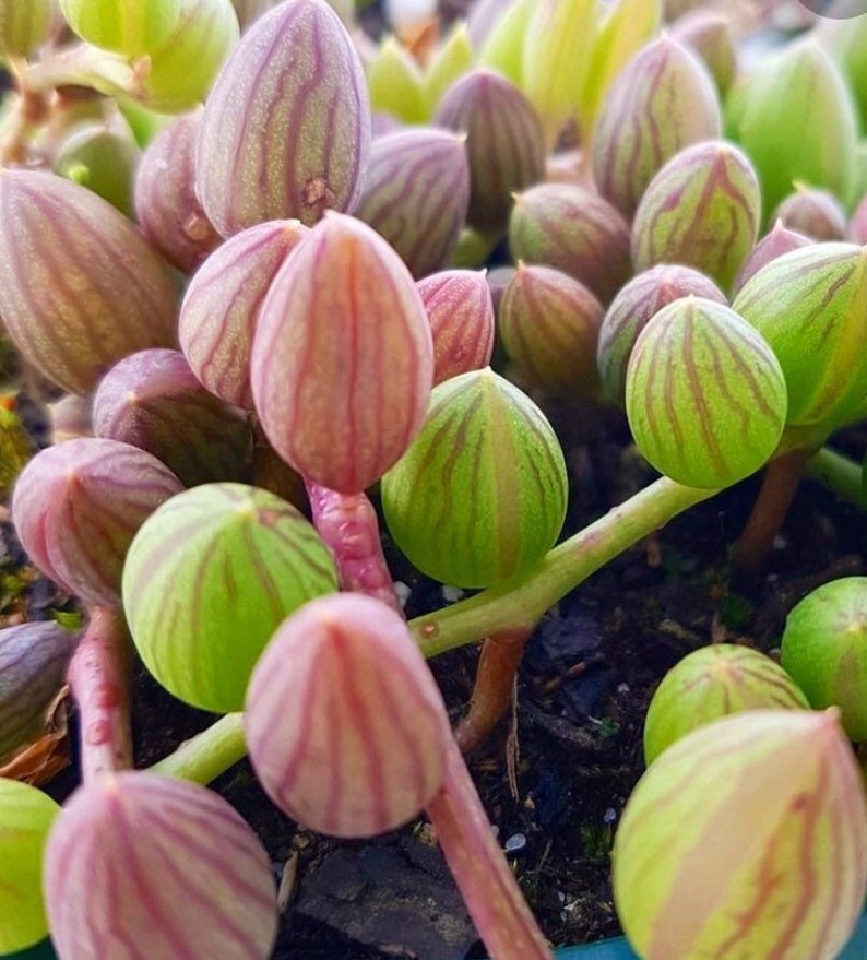 Rare String of Watermelon Senecio Herreianus 4 pot Etsy