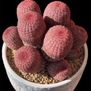 Arizona Rainbow Cactus, Rainbow Hedgehog Cactus, Echinocereus Rubrispinus, Colorful Cactus, Pink Cactus 4 & 6" Pot