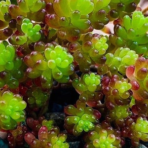 May include: Close-up of a succulent plant with green and red bulbous leaves. The plant has a fleshy, rounded appearance and is a popular choice for indoor gardening.
