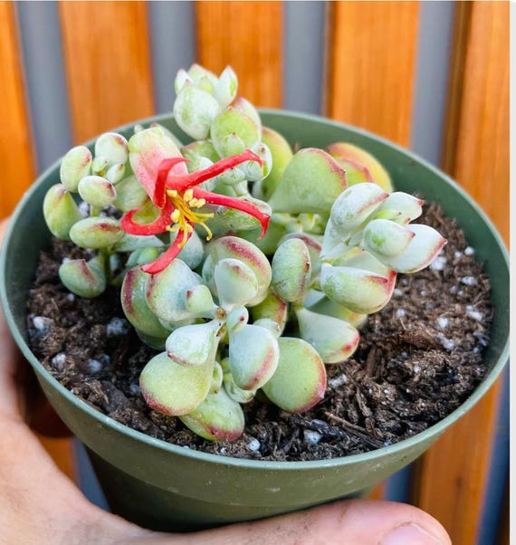 Cotyledon Pendens Cliff Hanger with root - 2-5th picture - example of what  you will receive / Rare