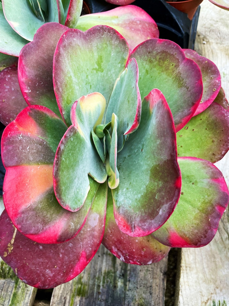 SucculentCreationz Kalanchoe Luciae - Thumbnail 2
