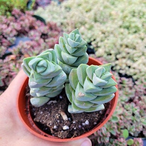Home & Garden Yard, Garden & Outdoor Living Items comes in a ...