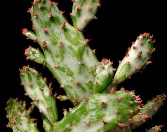 4" Opuntia Maverick Variegata Indoor \ Outdoor Cactus Plant Succulents Rooted 4” pot