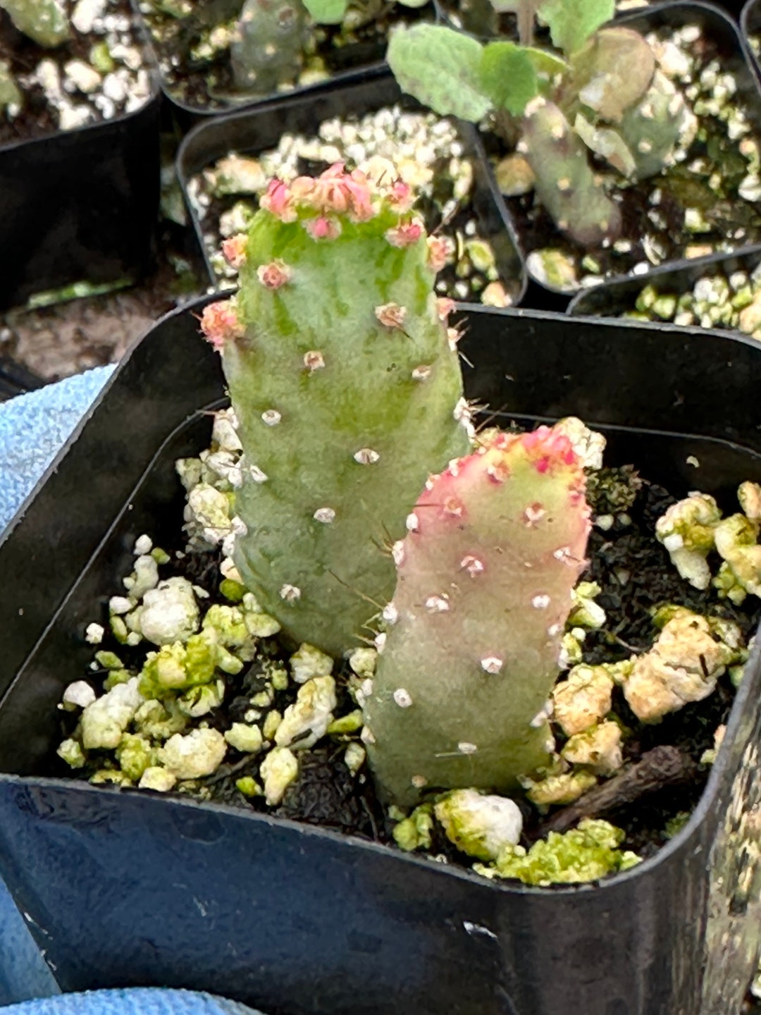 2 Opuntia Maverick Variegata Indoor Outdoor Cactus Etsy