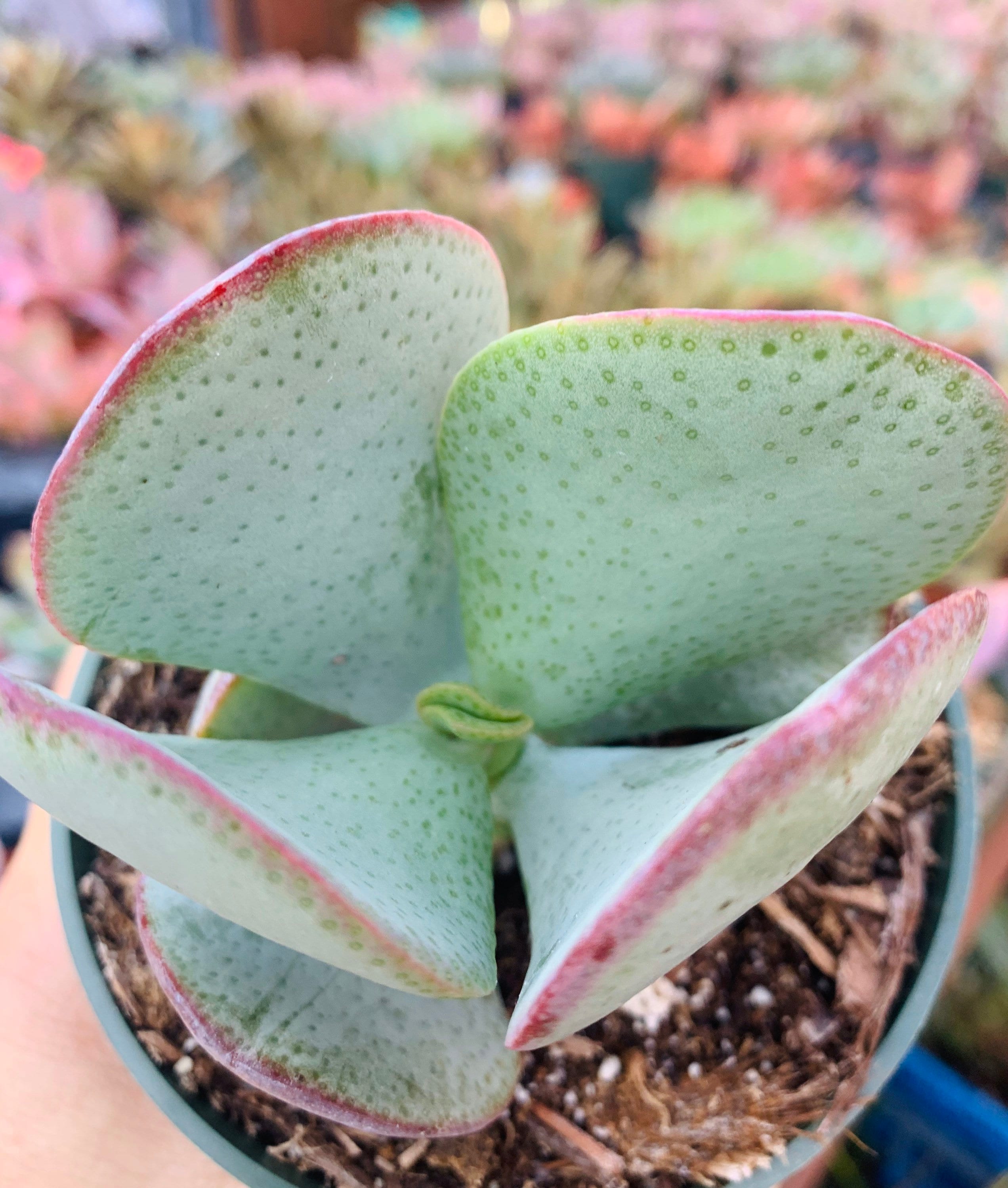 M✧succulent ·͜· ︎︎ᕷ il_fullxfull.