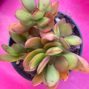 Crassula Variegated Money Maker, Crassula atropurpurea va. Muirii variegated Rooted Succulent Plant 2”, 4" & 6" 6" shipped bare root