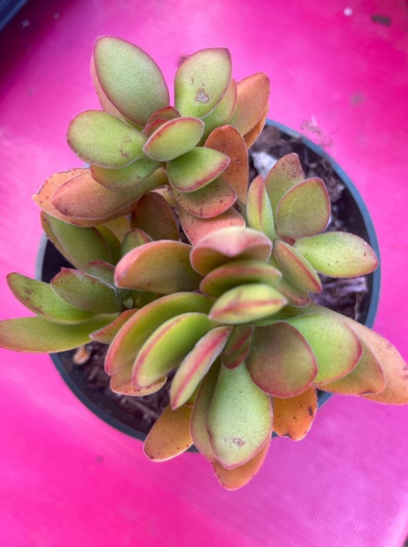 Crassula Variegated Money Maker, Crassula atropurpurea va. Muirii variegated Rooted Succulent Plant 2”, 4" & 6" 6" shipped bare root
