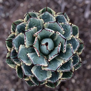 May include: A close-up of a blue and green agave plant with white and red markings. The plant has a rosette shape with sharp, pointed leaves.