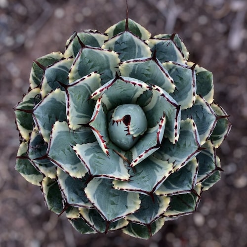 Variegated Butterfly Agave - Agave potatorum 'Kissho Kan' 2 Gal.