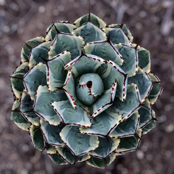 2 Gallon Rare Agave Butterly Kissho Kan’ Dwarf Variegated Butterfly Agave (Agave potatorum ‘Kichiokan Marginata’