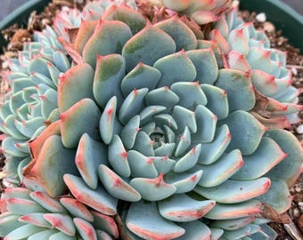 Echeveria Minima Rooted Live Succulent  Plant in 2”, 4”, 6” Pot