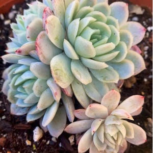 Puede incluir: Primer plano de una planta suculenta con hojas de color verde pálido y puntas rosadas. La planta tiene forma de roseta, con múltiples rosetas más pequeñas agrupadas. Las hojas son gruesas y carnosas, con un revestimiento polvoriento. La planta está en una maceta marrón.