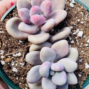 4&quot; Pachyphytum Oviferum Pink Moonstone Succulent Plant shown in a  4” pot - 2 plants