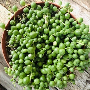String of Pearls Plants Succulents SOP Senecio Rowleyanus 