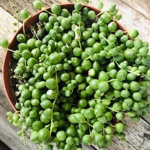 4&quot; String of Pearls / Senecio Rowleyanus SOP Pearls Succulent Plant