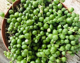 4" String of Pearls / Senecio Rowleyanus SOP Pearls Succulent Plant