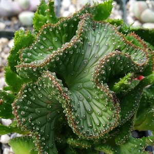 4&quot; Euphorbia flanaganii F. Cristata Medusa&#39;s Head Crested Form, Green Coral Rooted Succulent Plant in A 4&quot; Pot