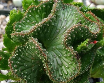 4" Euphorbia flanaganii F. Cristata Medusa's Head Crested Form, Green Coral Rooted Succulent Plant in A 4" Pot