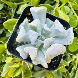 2&quot; Echeveria Topsy Turvy Runyonii Succulent (it’s small)