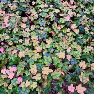 May include: Close-up of a ground cover plant with small, lobed leaves in shades of green, yellow, and pink. The leaves have a textured appearance and are densely packed together, creating a lush, vibrant display. The stems are a reddish-brown color.