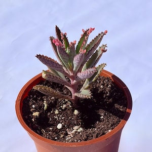Kalanchoe Pink Butterfly, rare succulent, variegated succulent, live rooted plant in 2", 4" and 6" pot 4” 3-4 inches tall