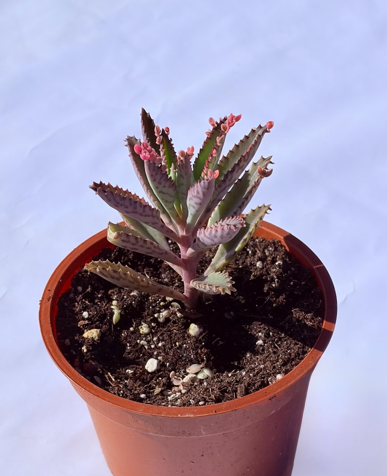 Kalanchoe Pink Butterfly, rare succulent, variegated succulent, live rooted plant in 2", 4" and 6" pot 4” 3-4 inches tall