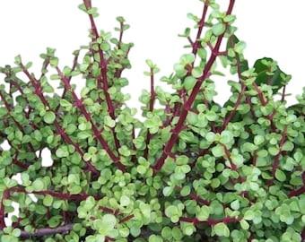 Elephant Bush Bonsai Tree - Portulacaria Afra rooted live succulent plant in 2", 4", 6" and cuttings