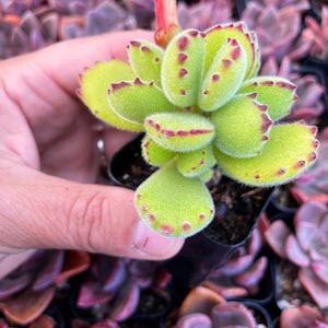 2 Cotyledon Tomentosa Ssp ladismit Bear Paw Succulent Plant 2 pot image 2