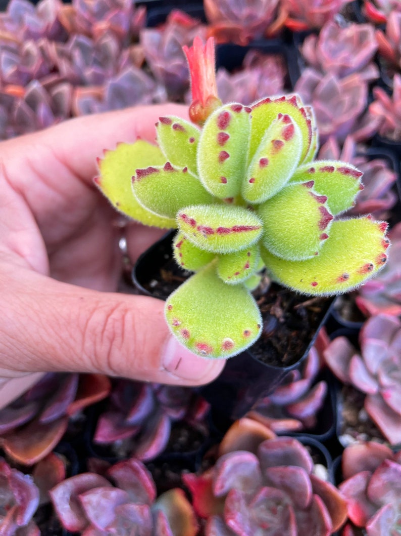 2 Cotyledon Tomentosa Ssp ladismit Bear Paw Succulent Plant 2 pot image 2