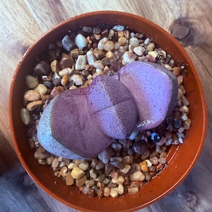 Pleiospilos Nelii Royal Flush - Split Rock Live Plant  in Purple and Green (4 in Pot)