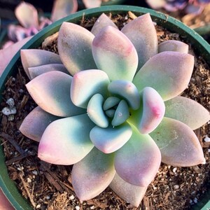 Graptoveria Opalina Succulent Plant 6“ pot