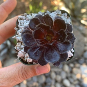 2" Aeonium Zwartkop ‘Black Rose’ Succulent Plant 2” pot