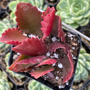 2 Kalanchoe longiflora Coccinea/ Tugela Cliff-kalanchoe live Succulent Plant 2 pot image 1