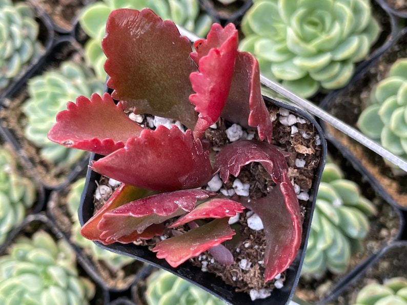 2 Kalanchoe longiflora Coccinea/ Tugela Cliff-kalanchoe live Succulent Plant 2 pot image 1