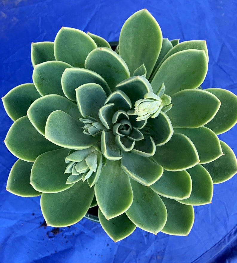 echeveria blue atoll echeveria blue atoll