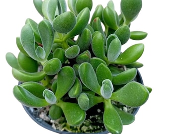 Crassula Rogersii 2" & 4" pot