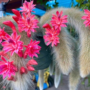 5 Rare Cleistocactus colademononis Monkey Tail Cactus measures between 10-14 long rooted image 1