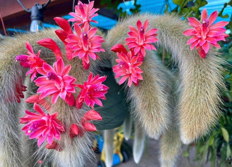 5 Rare Cleistocactus colademononis Monkey Tail Cactus measures between 10-14 long rooted image 1
