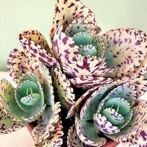 May include: A Kalanchoe fedtschenkoi succulent plant with variegated leaves featuring a pale cream and light green base color, heavily speckled with dark purple spots. The plant has multiple rosettes with scalloped edges in a terracotta pot.