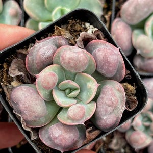 Echeveria Raindrop Succulent Plant 2&quot; pot
