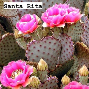 6”  Santa Rita, Prickly Pear cactus, rare purple dwarf, Opuntia Violacea Basilaris, Prickly Pear, Amethyst Wave, Plant Succulents Rooted