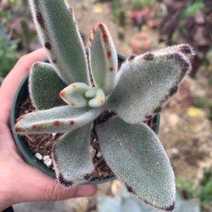 4 Kalanchoe Tomentosa Panda Succulent Plant 4 pot image 3