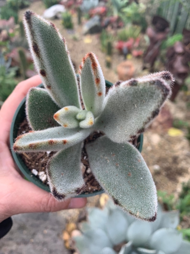 4 Kalanchoe Tomentosa Panda Succulent Plant 4 pot image 3